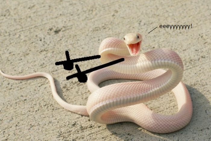 snake-hands-1-5b7fef345f80c__700.jpg.0ad22ff145332355d8b8e5c339f667bd.jpg