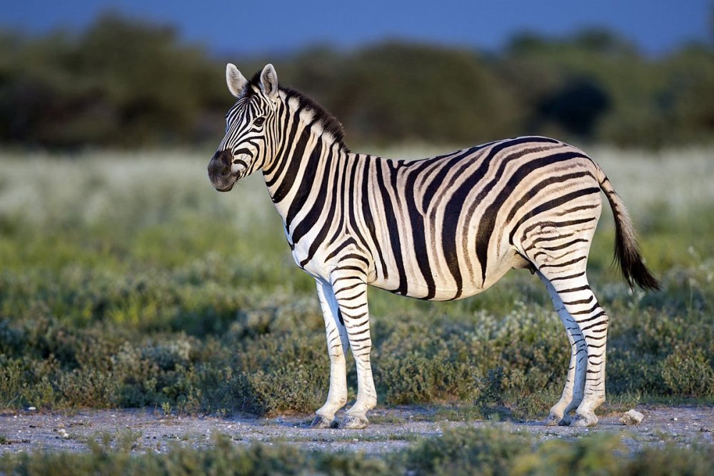 zebra.thumb.jpg.b3d55144f3537f18b95a76ffe02a6c9f.jpg