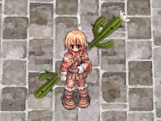 cactus cape.gif